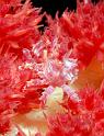 35 Softcoral Crab
